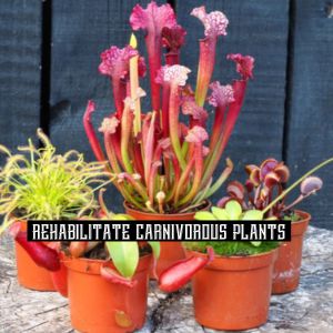 Rehabilitate Carnivorous Plants Hero 300x300