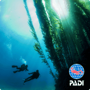 deep ddiver speciality