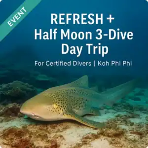 Leopard shark resting on coral reef in Koh Phi Phi with 'REFRESH + Half Moon 3-Dive Day Trip' event banner for certified divers