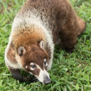 Flip White Nosed Coati