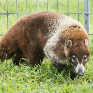 Flip White Nosed Coati