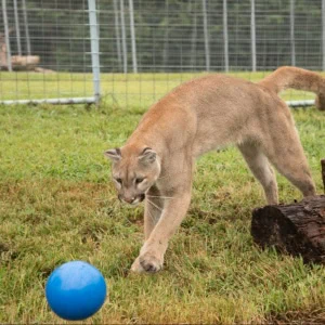 Marissa Mountain Lion Marissa Mountain Lion