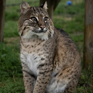 Bobby Bobcat