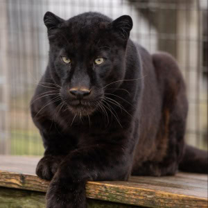 Spyke Black Leopard