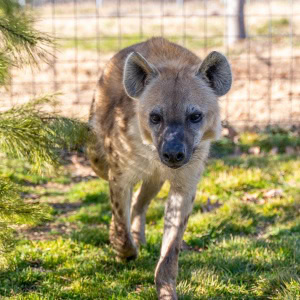Rambo Hyena 2