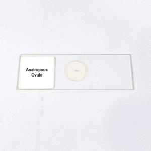 Anatropous Ovule
