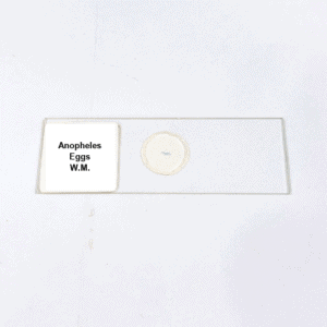 Anopheles Eggs W.M.