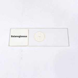 Balanoglossus