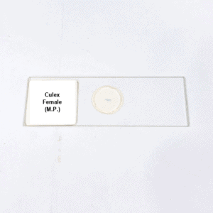 Culex Female (M.P.)