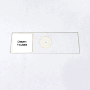 Diatoms Pinularia
