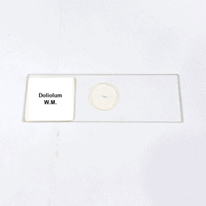 Doliolum W.M.