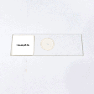 Drosophila