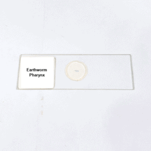 Earthworm Pharynx