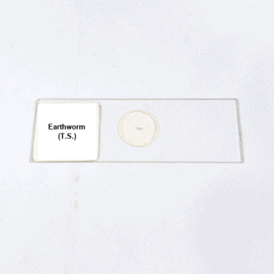 Earthworm (T.S.)