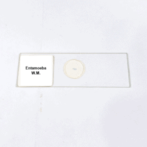 Entamoeba W.M.