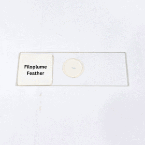 Filoplume Feather