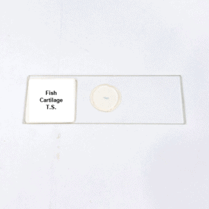 Fish Cartilage T.S.