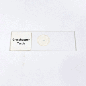 Grasshopper Testis