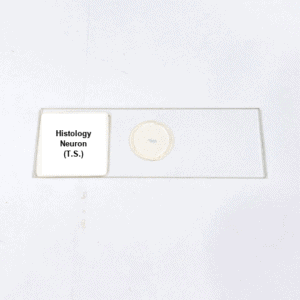 Histology Neuron (T.S.)