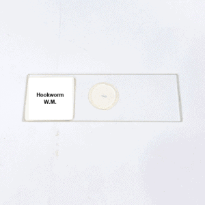 Hookworm W.M.