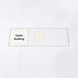 Hydra Budding