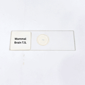 Mammal Brain T.S.