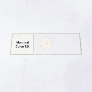 Mammal Colon T.S.