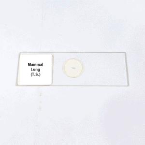 Mammal Lung (T.S.)