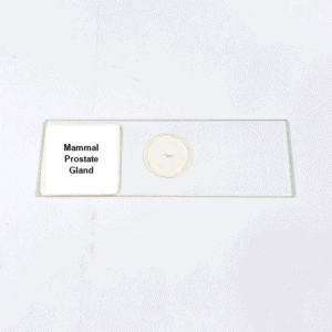 Mammal Prostate Gland