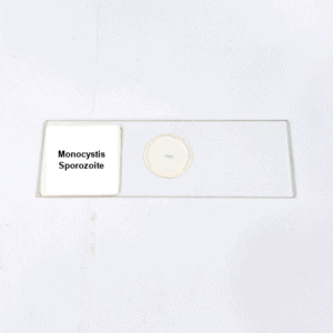 Monocystis Sporozoite