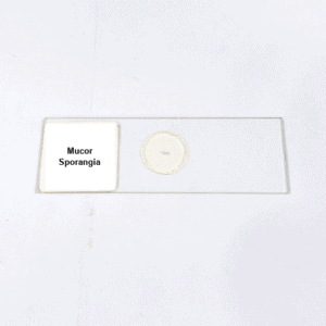 Mucor Sporangia