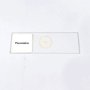Placentation