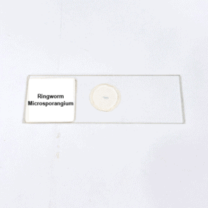 Ringworm Microsporangium