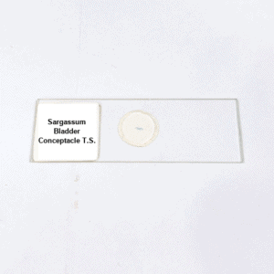 Sargassum Bladder Conceptacle T.S.