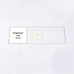 Sargassum Leaf (T.S.)