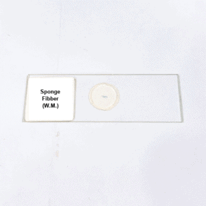 Sponge Fibber (W.M.)