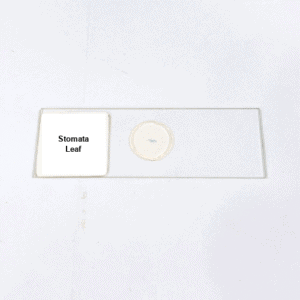 Stomata Leaf