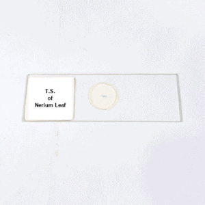 T.S. of Nerium Leaf