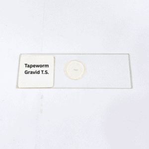 Tapeworm Gravid T.S.