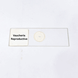 Vaucheria Reproductive