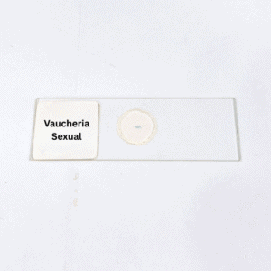 Vaucheria Sexual