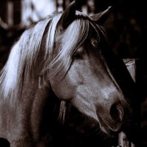 The Flo Féa story 2 L'histoire de Flo Féa