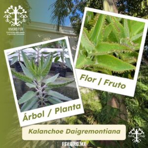 Aranto / Espinazo del diablo / Mala madre