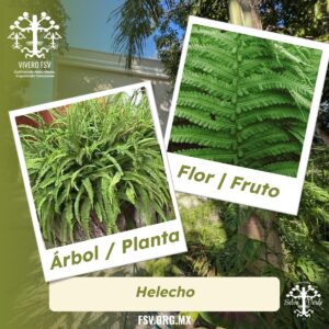 Helecho