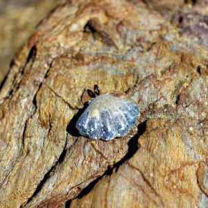 Pendentif "Coquillage d'argent" - bijoux galatée merveilles - pendentif de sirène - bijoux de sirène - bijoux coquillage - bijoux fantaisies - colliers de sirène