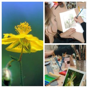 Peinture des fleurs de Bach