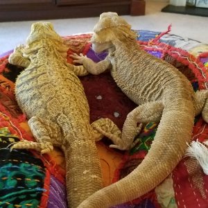 Philadelphia Exotic Pet