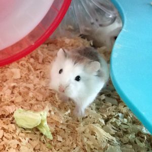 Roborofusuki-hamster