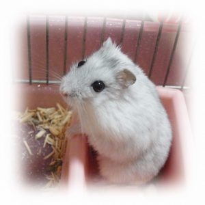 hamster-potty- training