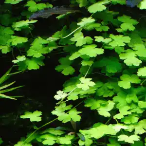 Hydrocotyle Tripartita